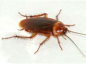 Dedetização de Periplaneta americana