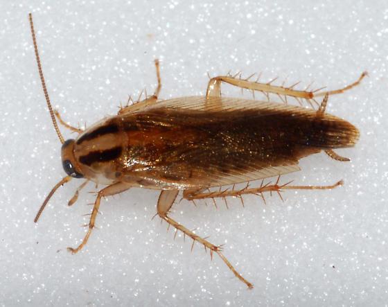 Dedetização de Blattella germânica