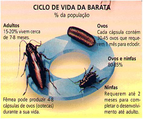 Ciclo de vida da barata - dedetização