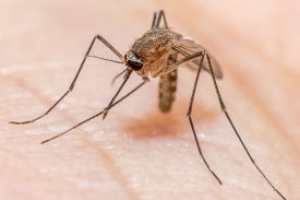 Artigo-Mosquito-Anopheles-sp